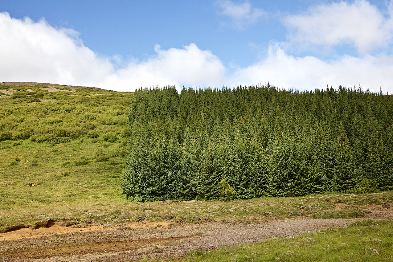 Some Trees A tribute to the Icelandic forest VILHJÁLMUR SIGURÐSSON